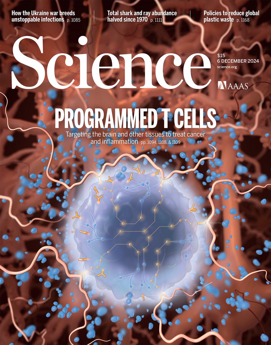 Cell Design Institute @UCSF (@cdi_ucsf) on Twitter photo Big news today: 2 papers and the cover of <a href="/ScienceMagazine/">Science Magazine</a>!
<a href="/NishRReddy/">Nish Reddy</a> et al. built T cells that suppress inflammation in specific tissues science.org/doi/10.1126/sc…
<a href="/DrMilosSimic/">DrMilosSimic</a>, Payal Watchmaker et al. built T cells that deliver therapies to the brain science.org/doi/10.1126/sc… Big news today: 2 papers and the cover of <a href="/ScienceMagazine/">Science Magazine</a>!
<a href="/NishRReddy/">Nish Reddy</a> et al. built T cells that suppress inflammation in specific tissues science.org/doi/10.1126/sc…
<a href="/DrMilosSimic/">DrMilosSimic</a>, Payal Watchmaker et al. built T cells that deliver therapies to the brain science.org/doi/10.1126/sc…