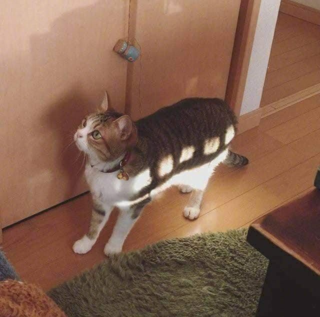 catbus