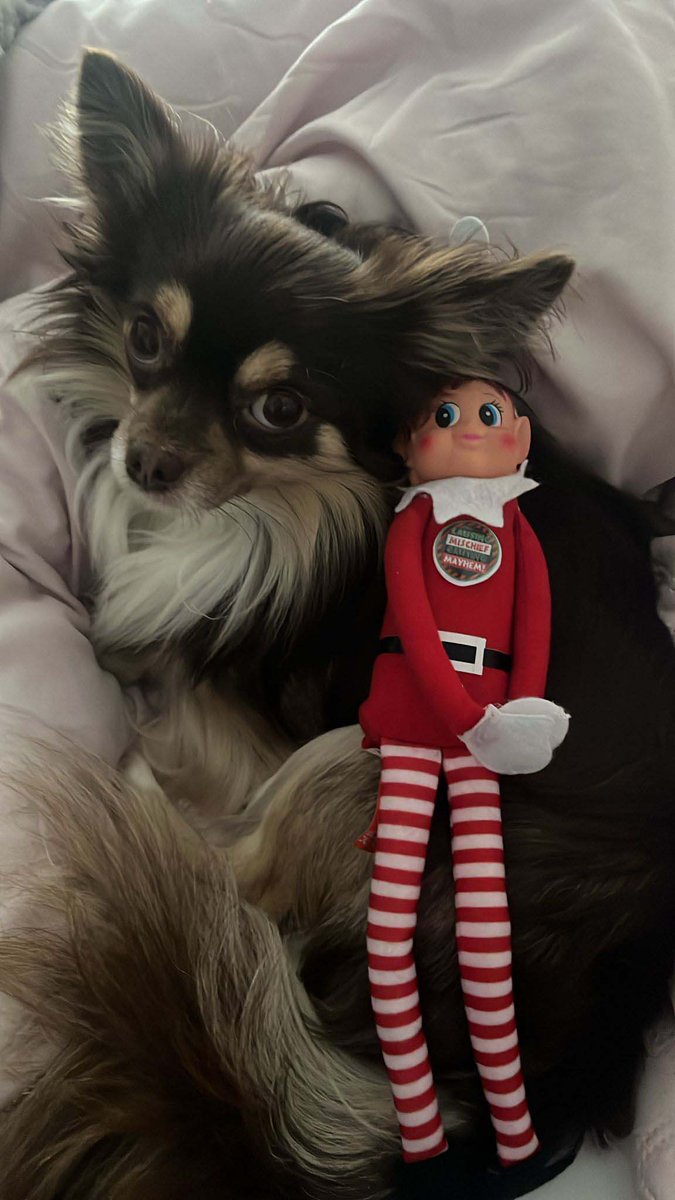 Dear Albert tweet media