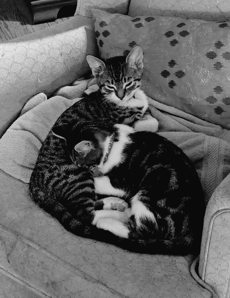 Mandiikisses's tweet photo. Luca &amp; Luna ♡ https://t.co/y0Wjam7He3