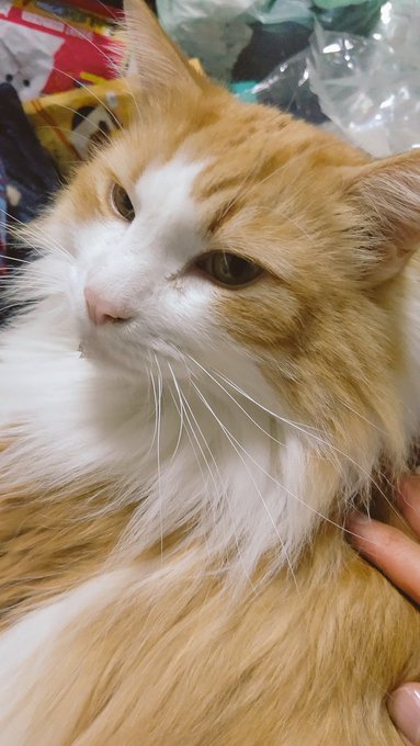 ニンゲンスキスキ 