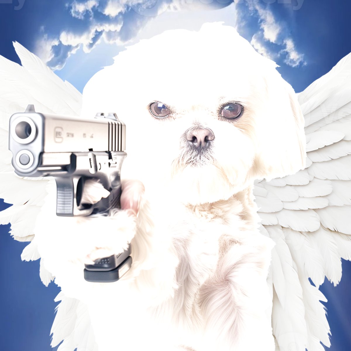 Doghole Coin (@dogholecoin) on Twitter photo 