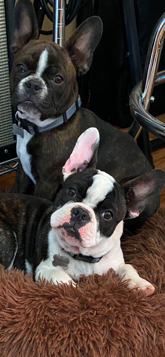 SoonerSailor's tweet photo. My Frenchton’s 
Ozzy &amp; Nikki https://t.co/kMabG8jzmj