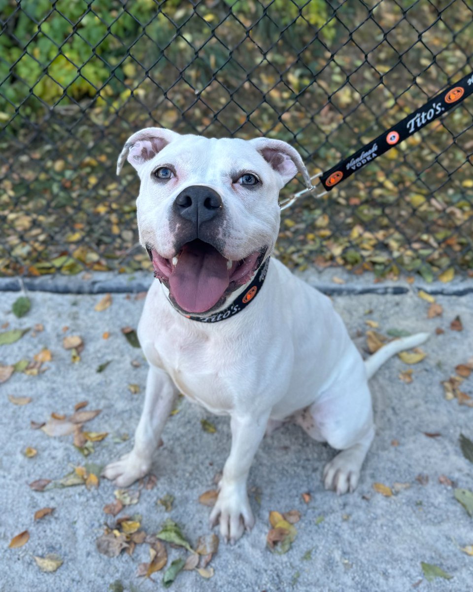Ang was stabbed and left for dead before his first birthday.

But despite his past, his heart is full of so much love, especially for people. 

He’s playful, happy, and ready for a second chance.

He would like to be the only pet in the home, but is so deserving of a family.