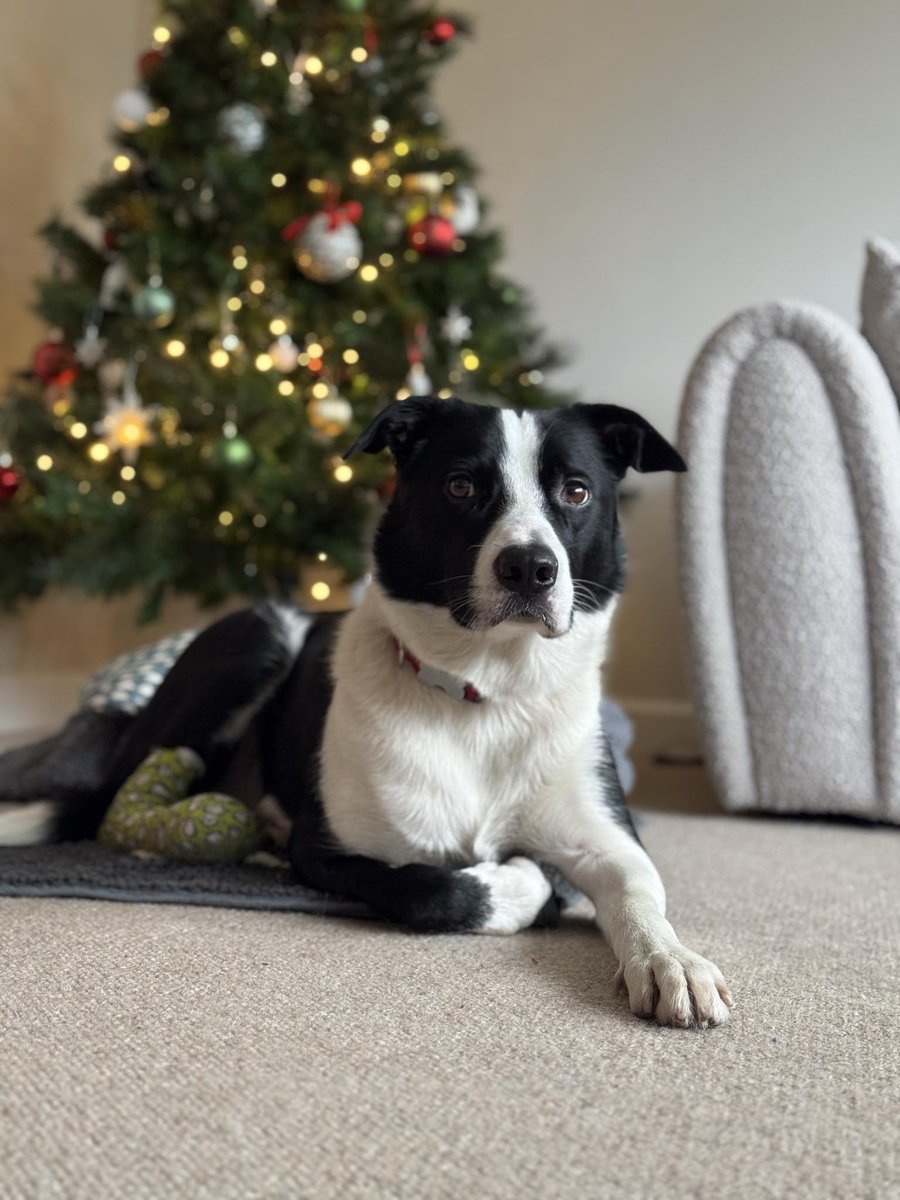 Ace’s wound is healing well,the bandages are hopefully coming off this week.

Ace was injured during training. He stood on a broken glass bottle.

This incident stands as a stark reminder to look after the countryside. Take your rubbish home with you &amp; leave nothing but memories!