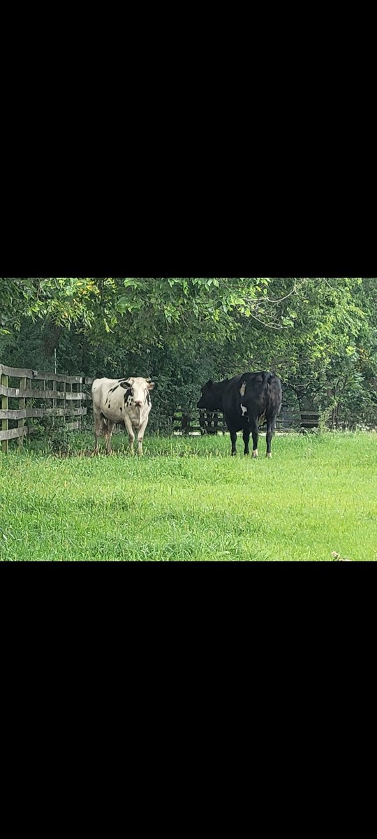 bmatthewt's tweet photo. One of us is plotting world domination, the other is just here for the grass. Guess who's who! 🐄🐮 #CowPlot #GrassGoals #FarmLife https://t.co/cbhSg8TJZU