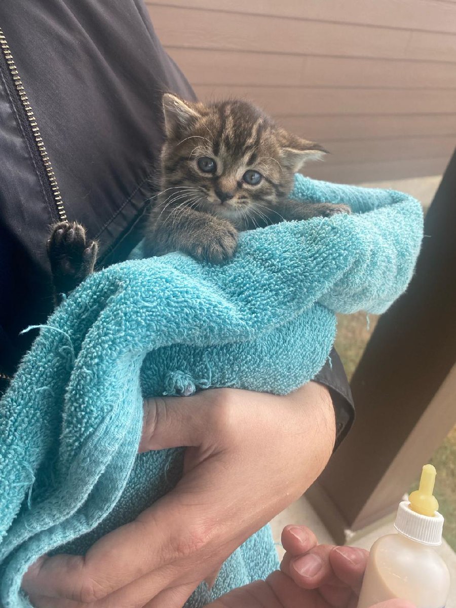 piper_ren's tweet photo. Apparently the Cat Distribution System is actually real 😭😂😂
@DashJayCee https://t.co/9rmTj7h7cN