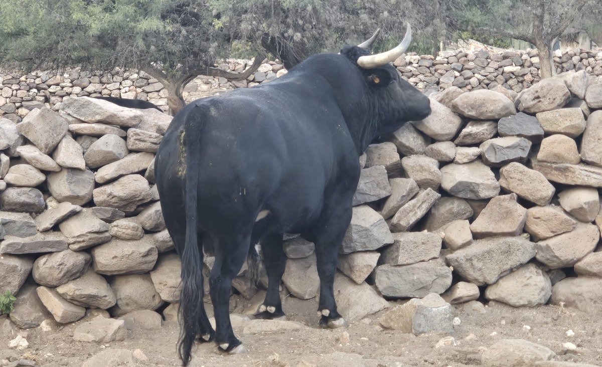 Esperando el embarque, México corrida Guadalupana .