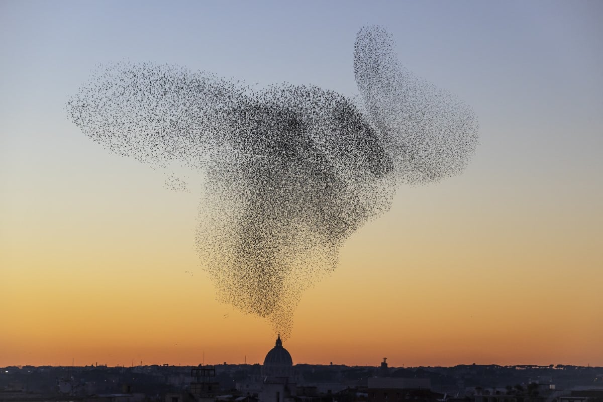 Gary Lovely (@colonellovely) on Twitter photo Only ever thinking of Søren Solkær's photographs of starling murmurations. Only ever thinking of Søren Solkær's photographs of starling murmurations.