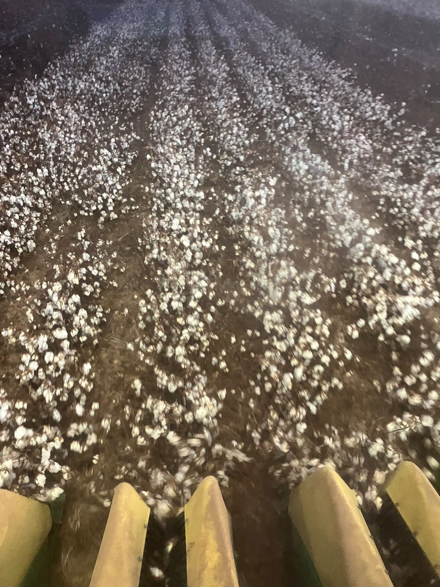 One bright spot in a disappointing cotton crop is this field of Phytogen 137- this field took a bad hail July 17 and came back to make some cotton.