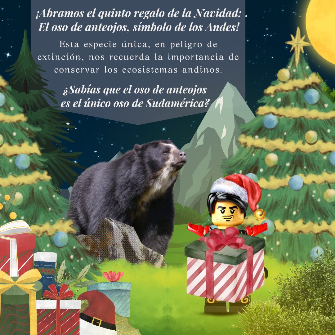 ¡Hoy en nuestro calendario de adviento conocemos al oso de anteojos! 🐻  Sabías que es el único oso de Sudamérica y que su hábitat está amenazado? . ➡️ Síguenos en nuestro calendario de adviento.#OsoDeAnteojos #Andes #Conservación