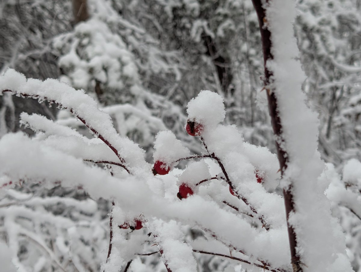 Wild Rose hips on the snow.