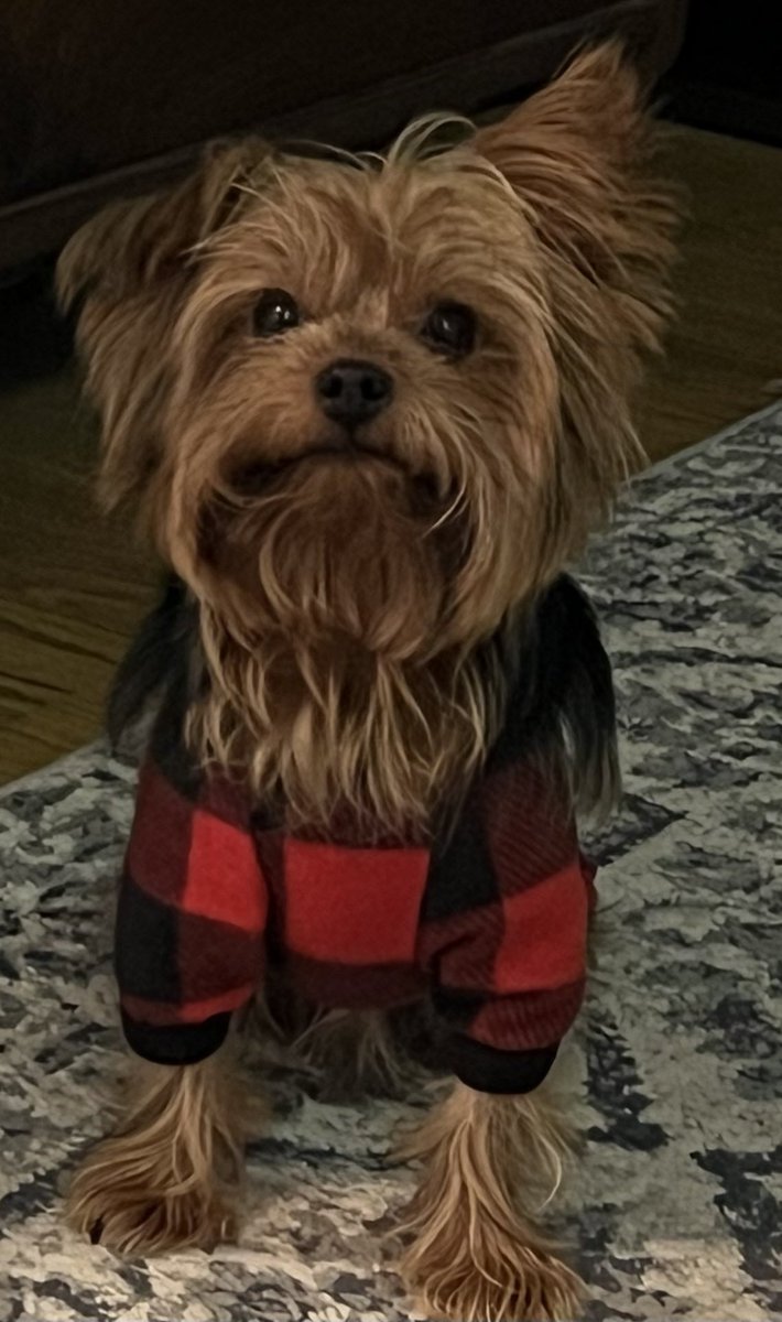 FitzTheYorkie21's tweet photo. Getting into a festive holiday mood. How about you? https://t.co/rHelu5bvQ7