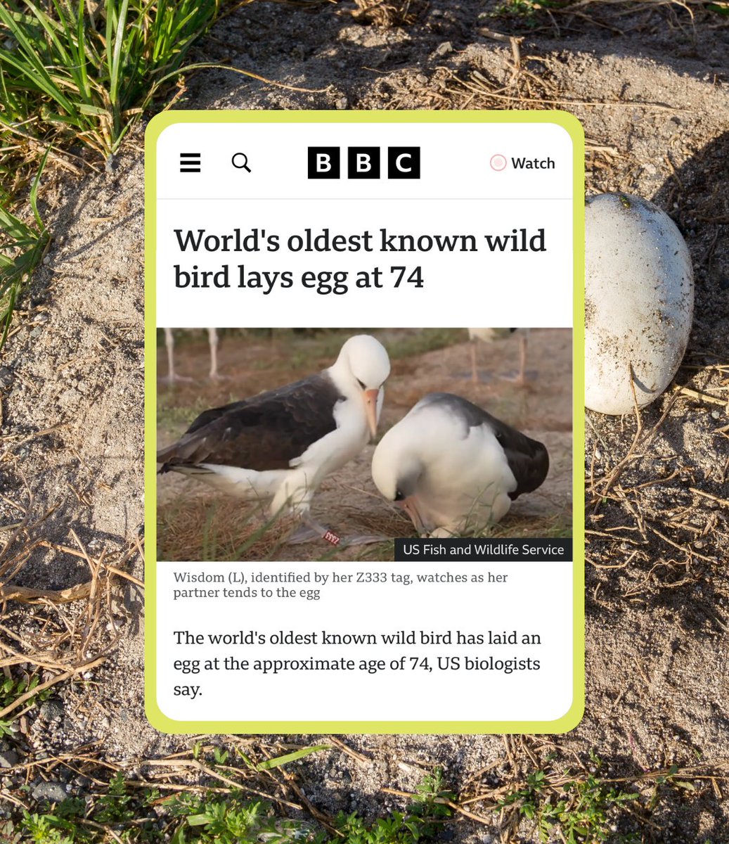 At age 74, the world’s oldest known wild bird has hatched another chick at Midway Atoll, home to the largest colony of Laysan Albatross. First tagged in 1956, the bird has raised over 30 chicks and flown hundreds of thousands of miles across the Pacific. 

bbc.com/news/articles/…