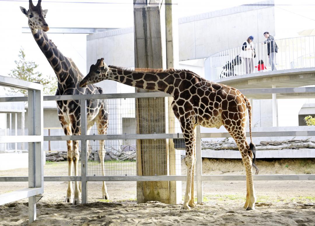 ibarakishimbun's tweet photo. 待望キリン来た!!　茨城・行方の動物園　2頭を一��公開 https://t.co/vDTWZsxuFs #茨城新聞クロスアイ #news #ibaraki https://t.co/ZV1ZNRBhlp