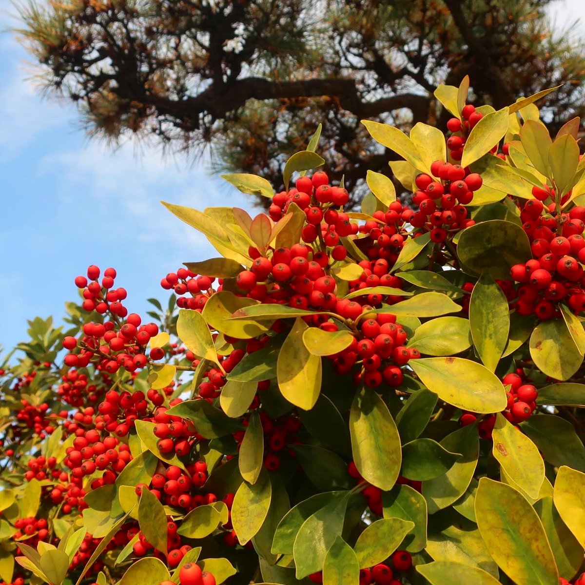 KNarujima's tweet image. This is a #pyracantha or more commonly #firethorn tree 👉 keinarujima.blogspot.com/2021/11/large-…

#常盤山査子（#ピラカンサ）の木です。#日英 でブログ書いてます。ご興味ある方は上のリンクから。