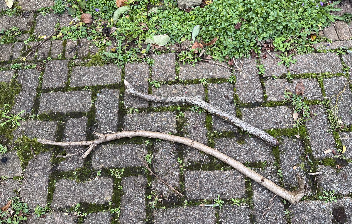 MadMissMeeks's tweet photo. Hi everyone. Letโs show @rexthetvterrier & his family how much we love them - tweeting pics of #AStickForRex. I canโt be as eloquent as Rex, but these sticks from Cardiff are blasus (tasty - in Welsh). #GoodbyeRex @TreasuryMog @Number10cat @frisky9 @Malcolm_theCat @StrayLiotta https://t.co/iX2hmIXlYj