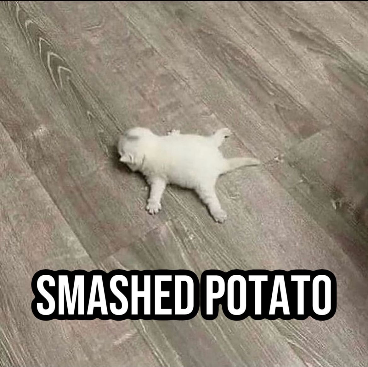 PunchingCat's tweet photo. https://t.co/yyVshLLunP