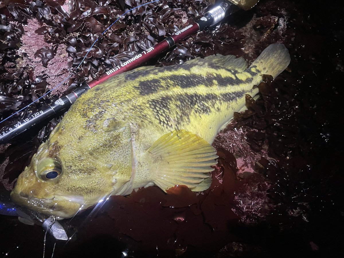 kitanoturibitoJ's tweet photo. トゲトゲゴツゴツした魚はカッコイイなぁ〜
黄色い方も嬉しいけど、黒い方はどこかな〜
でも大きくてかっこよくて楽しませてくれたからありがとう😊
#北海道釣り
#縞曹以
#シマゾイ
#fishman
#comodo75h
#コモド75h
#deps
#sakamatashad https://t.co/MUhC3zXUeb