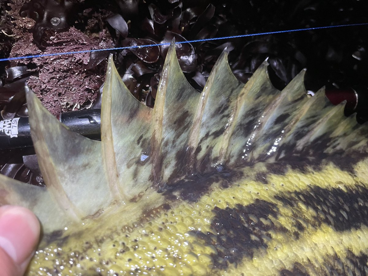 kitanoturibitoJ's tweet photo. トゲトゲゴツゴツした魚はカッコイイなぁ〜
黄色い方も嬉しいけど、黒い方はどこかな〜
でも大きくてかっこよくて楽しませてくれたからありがとう😊
#北海道釣り
#縞曹以
#シマゾイ
#fishman
#comodo75h
#コモド75h
#deps
#sakamatashad https://t.co/MUhC3zXUeb