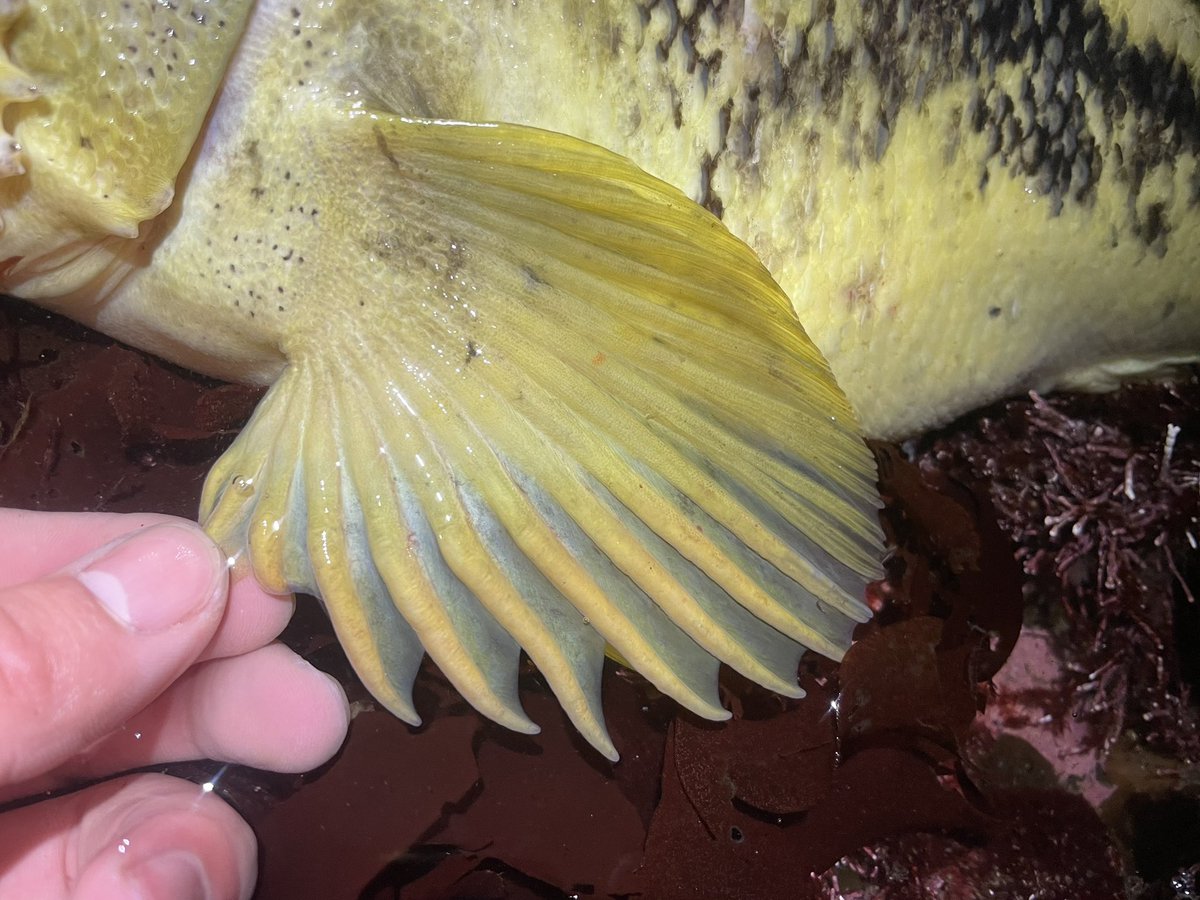 kitanoturibitoJ's tweet photo. トゲトゲゴツゴツした魚はカッコイイなぁ〜
黄色い方も嬉しいけど、黒い方はどこかな〜
でも大きくてかっこよくて楽しませてくれたからありがとう😊
#北海道釣り
#縞曹以
#シマゾイ
#fishman
#comodo75h
#コモド75h
#deps
#sakamatashad https://t.co/MUhC3zXUeb