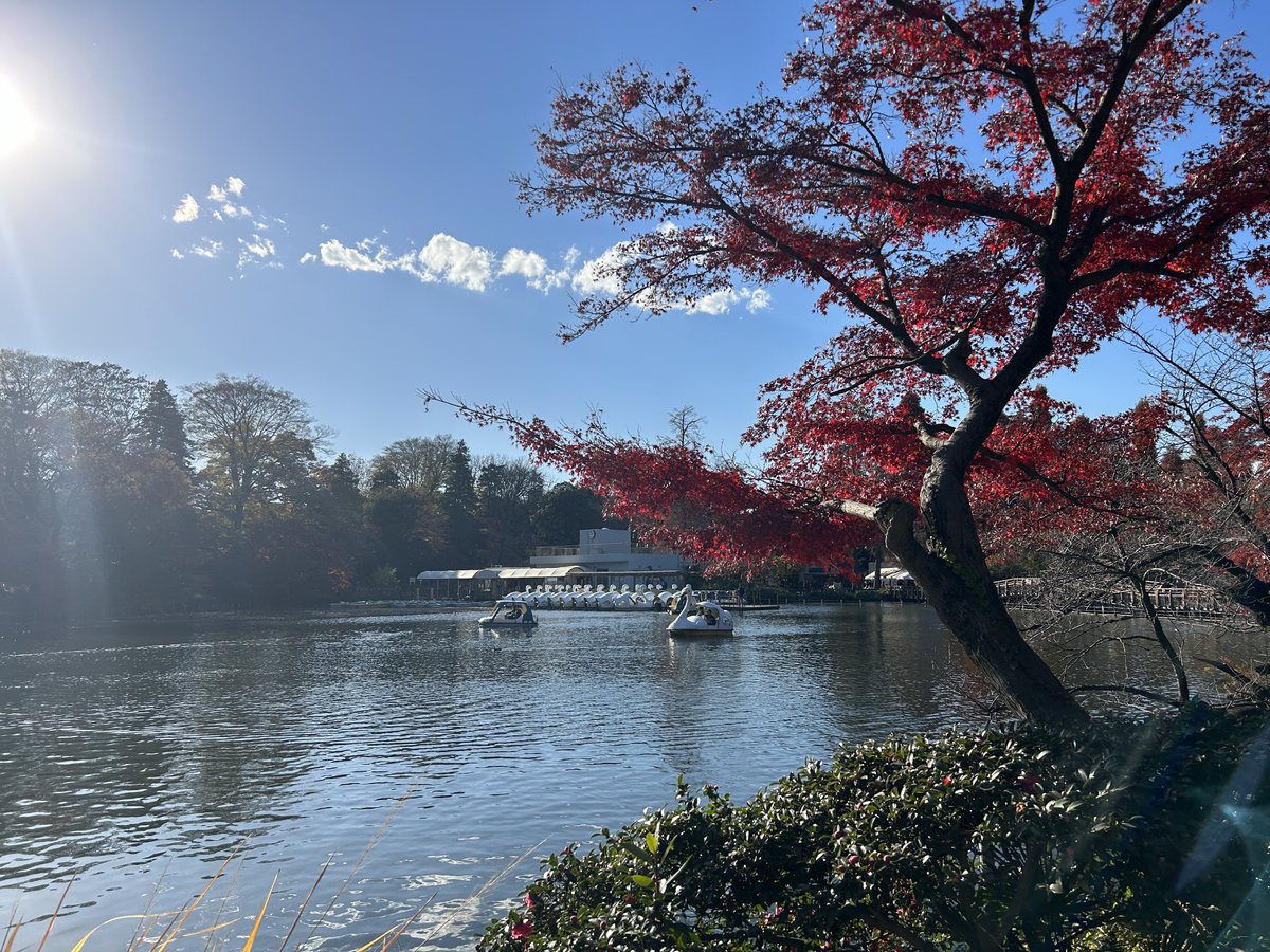 🍁
#週きち写真部 #井の頭公園