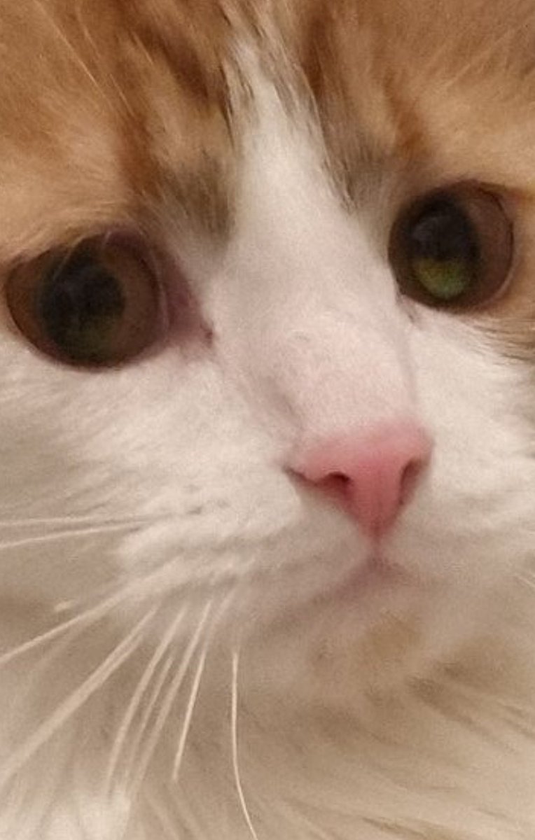 Dr. Limpan tweet media