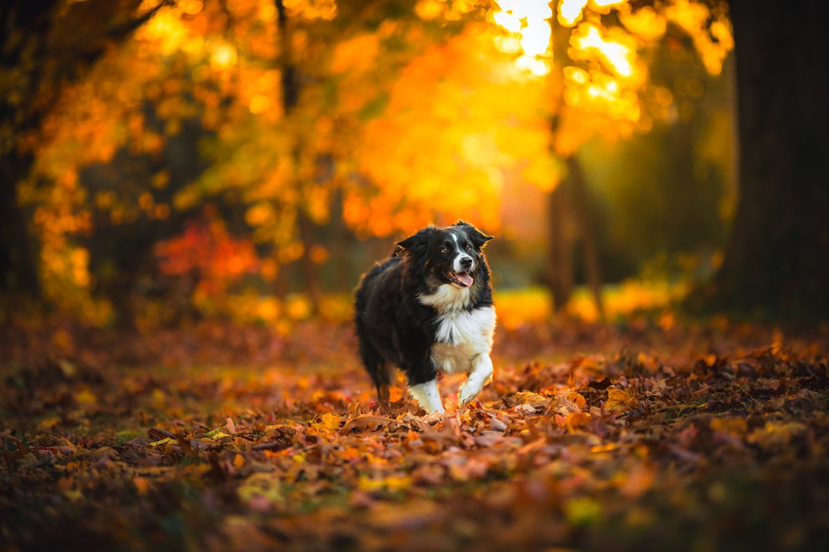 JosephChildress's tweet photo. I love photographing dogs so much 🥹
Can I see your dog photography? Even if it’s just with a cell phone!
#dogphotography https://t.co/AGajqrsD1d