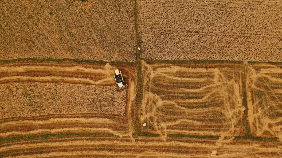 PMEthiopia's tweet photo. Did you know that in 2023/24, #Ethiopia's wheat production surged significantly?

Smallholder farmers cultivated 3.6 million hectares, yielding 123 million quintals, while 2.9 million hectares of irrigated land produced 107.7 million quintals. Altogether, Ethiopia's wheat production reached 230 million quintals in this period.

Compare this to the 2019/2020 period, when smallholder farmers produced just 54 million quintals of wheat. Today, that figure has soared—a remarkable leap made possible by steadfast leadership, enabling policies, and a relentless commitment to boosting productivity.

#PMOEthiopia