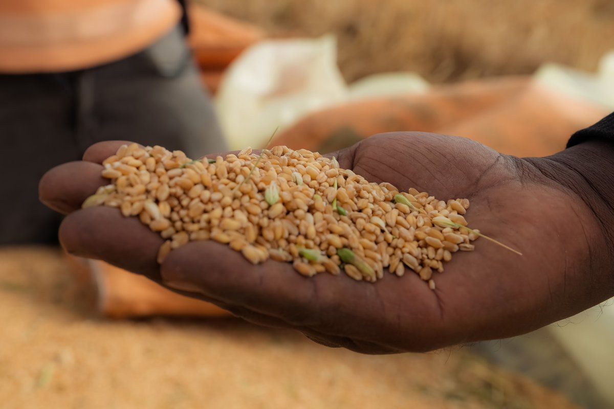 PMEthiopia's tweet photo. Did you know that in 2023/24, #Ethiopia's wheat production surged significantly?

Smallholder farmers cultivated 3.6 million hectares, yielding 123 million quintals, while 2.9 million hectares of irrigated land produced 107.7 million quintals. Altogether, Ethiopia's wheat production reached 230 million quintals in this period.

Compare this to the 2019/2020 period, when smallholder farmers produced just 54 million quintals of wheat. Today, that figure has soared—a remarkable leap made possible by steadfast leadership, enabling policies, and a relentless commitment to boosting productivity.

#PMOEthiopia