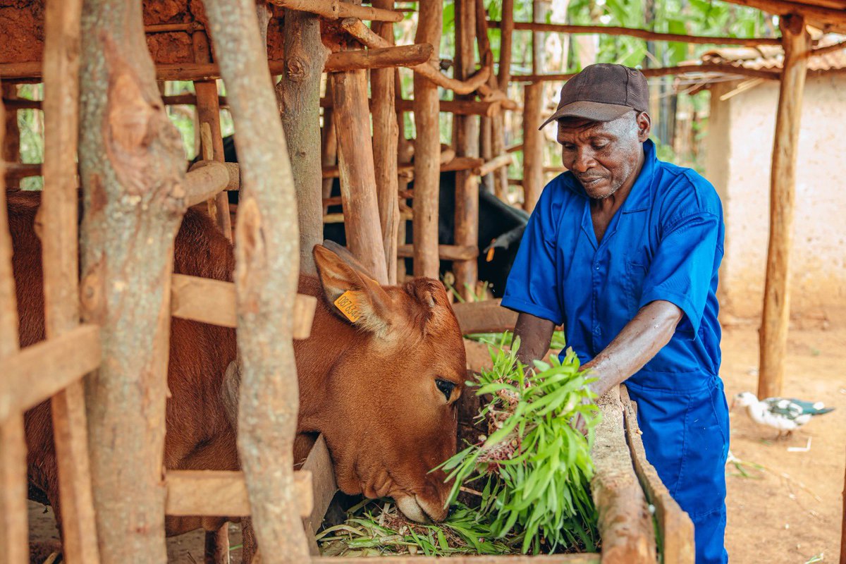 SangwaSifa's tweet photo. Dear Farmers,

To maximize your farm's productivity when using green or hydroponic fodder:  

✅ Balance the diet: Combine green fodder with roughages like hay or silage for adequate fiber.  

✅ Boost energy: Add energy-rich feeds like maize bran or concentrates to meet livestock energy requirements.  

✅ Supplement, Don’t replace:Green fodder works best as a supplement to traditional feeds, ensuring balanced nutrition.  

✅ Introduce slowly: Gradually introduce fodder to your animals’ diet to avoid digestive issues.  

✅ Monitor results: Track livestock health, weight, and production to ensure your feed strategy is effective.  

Balanced feeding leads to healthier animals and greater productivity!  

#UNDPImpacts #TuriAgirite #HydroponicFodder #GreenFodder