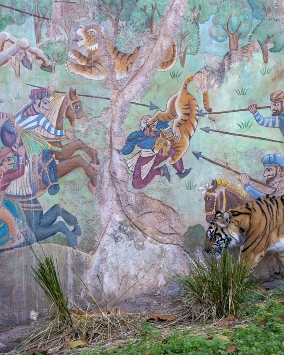 BaksoOnETH's tweet photo. The Story of Maharajah Jungle Trek - Where We Will Meet $Bakso in January 2025.

🐯 The story of the Maharajah Jungle Trek is told throughout the entire trail through murals, tiles, benches, signs, and architecture.

🐯 Maharajah Jungle Trek is a trail through the Royal Anandapur Forest. Since ancient times, the rajahs of Anandapur hunted tigers in the forest. In 1544, King Bhima Disampati decreed the forest as a royal preserve only open to the royal family and their invited guests and built a Royal Hunting Lodge in the forest. Enclosing portions of the forest in walls, he would use these spaces to lure and trap the tigers, which proved to be his downfall, when he was killed during a tiger hunt. Afterwards, his successors would focus more on protecting wildlife and living in balance with nature, before the palace was eventually abandoned. In 1948, after the end of British colonial rule, the Royal Forest was given to the people of Anandapur, who turned the ruins of the old complex into a nature preserve to protect the remaining tigers and wildlife as well as a key watershed for the Chakranadi River.

🐯 Stephan Mikés (aka Chakranadi) loved Animal Kingdom so much that it even inspired all the songs on his Animal Tracks album.
(From thedakguy - Instagram)