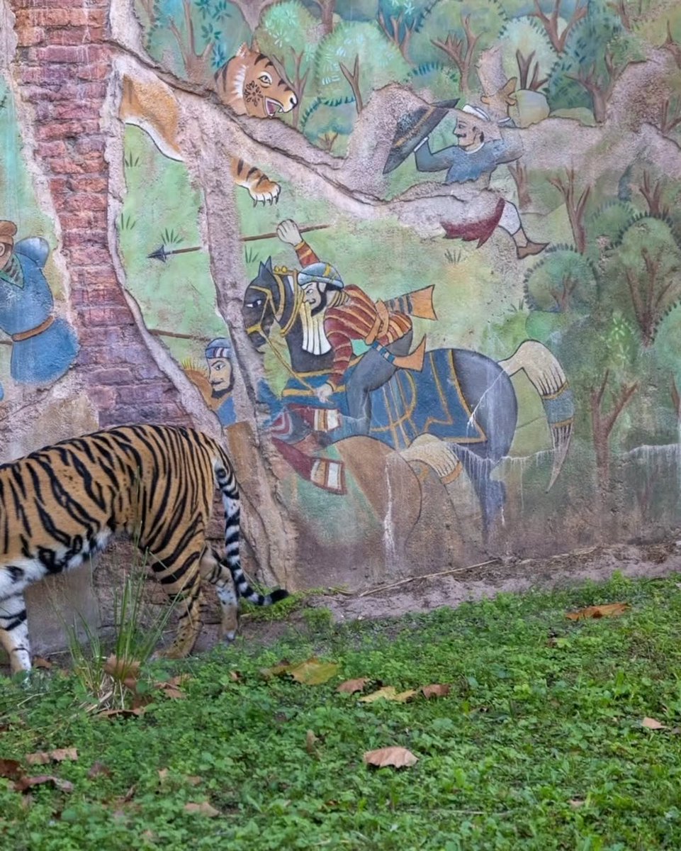 BaksoOnETH's tweet photo. The Story of Maharajah Jungle Trek - Where We Will Meet $Bakso in January 2025.

🐯 The story of the Maharajah Jungle Trek is told throughout the entire trail through murals, tiles, benches, signs, and architecture.

🐯 Maharajah Jungle Trek is a trail through the Royal Anandapur Forest. Since ancient times, the rajahs of Anandapur hunted tigers in the forest. In 1544, King Bhima Disampati decreed the forest as a royal preserve only open to the royal family and their invited guests and built a Royal Hunting Lodge in the forest. Enclosing portions of the forest in walls, he would use these spaces to lure and trap the tigers, which proved to be his downfall, when he was killed during a tiger hunt. Afterwards, his successors would focus more on protecting wildlife and living in balance with nature, before the palace was eventually abandoned. In 1948, after the end of British colonial rule, the Royal Forest was given to the people of Anandapur, who turned the ruins of the old complex into a nature preserve to protect the remaining tigers and wildlife as well as a key watershed for the Chakranadi River.

🐯 Stephan Mikés (aka Chakranadi) loved Animal Kingdom so much that it even inspired all the songs on his Animal Tracks album.
(From thedakguy - Instagram)