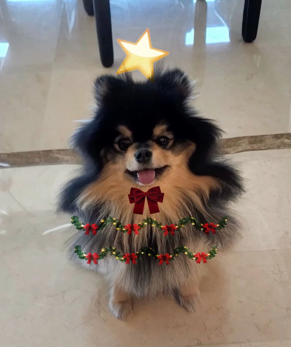 ต้นคริสต์มาสต้นโปรดของพ่อพ่อ 🎄