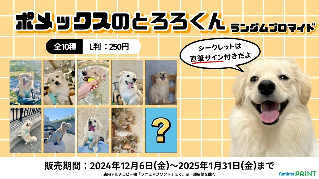 とろろ犬　エメラルド ポメックスのとろろくん (@monaka_0507) / Posts / X