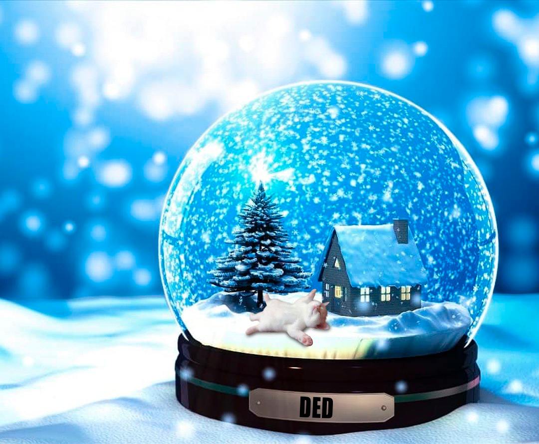 $DED CAT tweet media