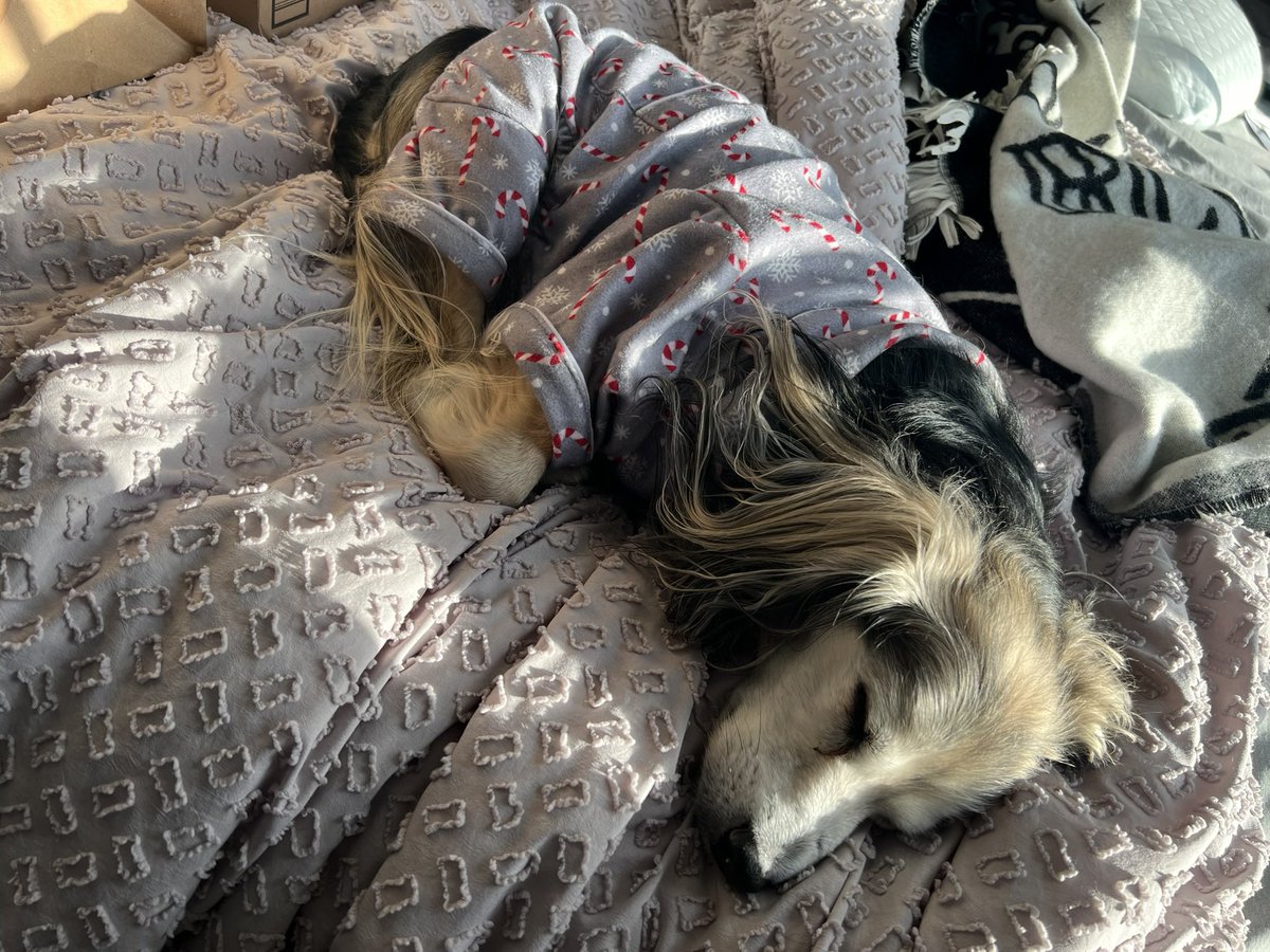 dr0p_it_LO's tweet photo. I’ve never experienced grief so hard, losing this dog was like losing a part of myself and picking the pieces back up is so difficult to do without him here. https://t.co/LaCtV59Wxk