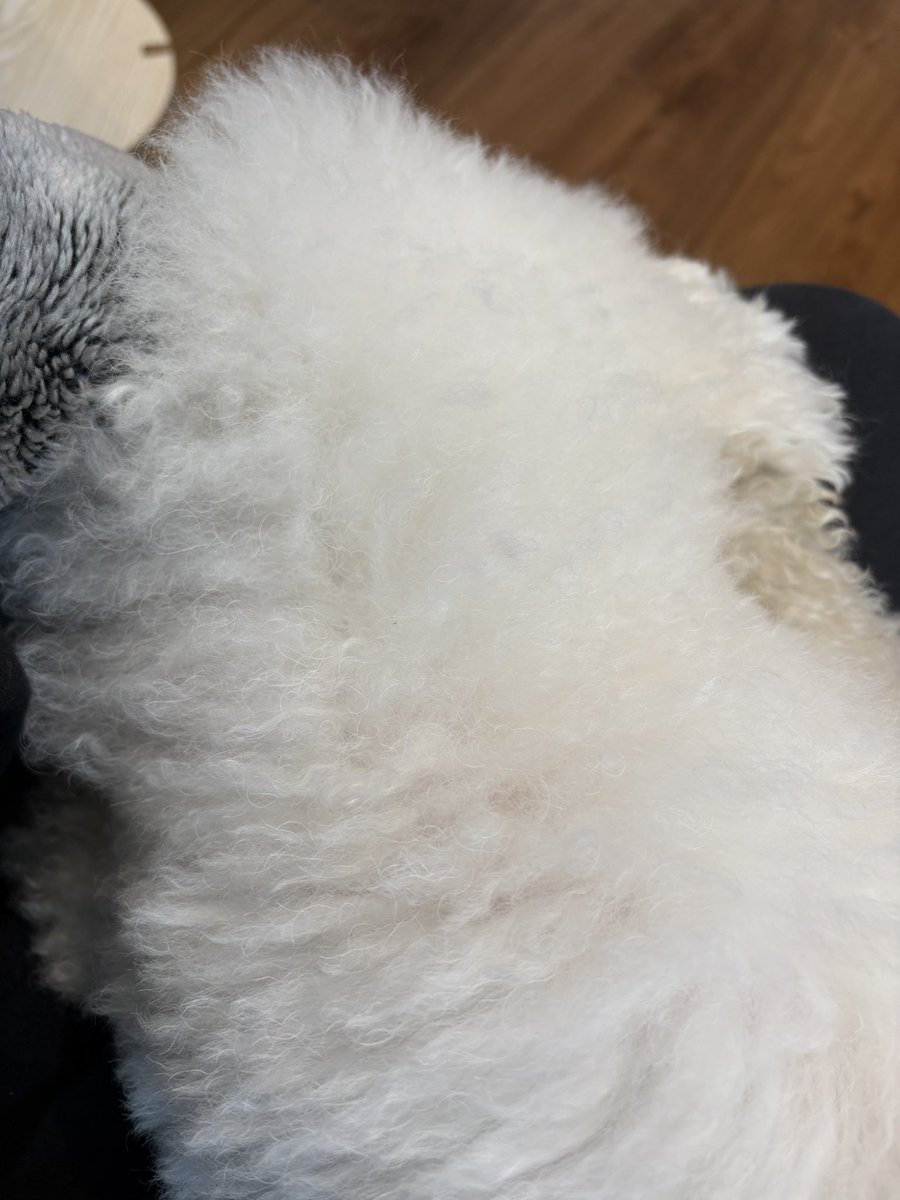 2_maro_1's tweet photo. いつも耳の匂い獣臭い匂いで癖になって嗅がせて貰ってたのだけど今回生乾きの押し入れの匂いみたいなのしたから病院連れてってったら外耳炎だった😕そして萎えた毛玉🐻‍❄️ https://t.co/NzqHiwpw1Z