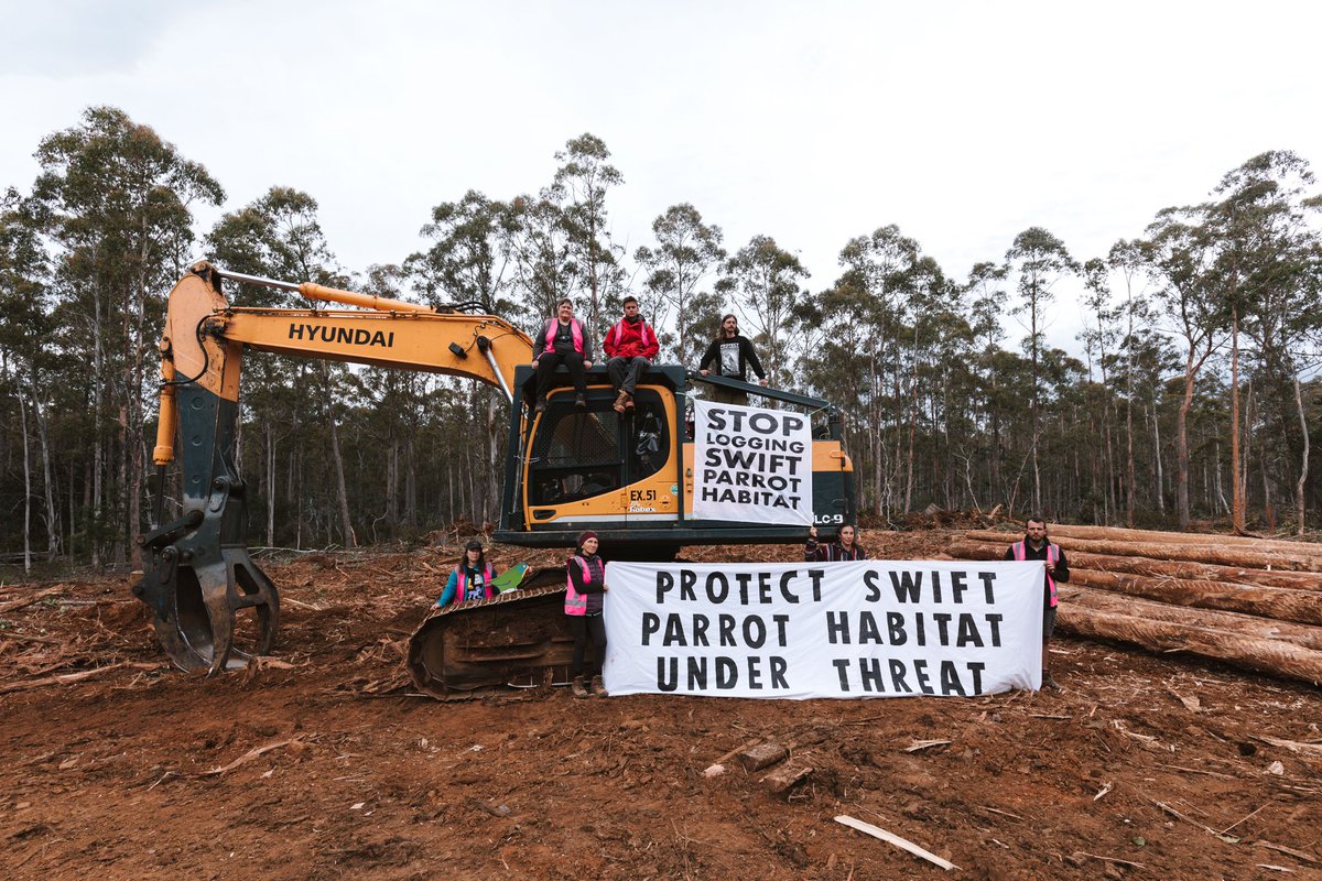 Protesters have today occupied forests in Tasmania’s Eastern Tiers where Swift Parrots are currently nesting but logging destruction has continued. Logging machines are now idle. #politas