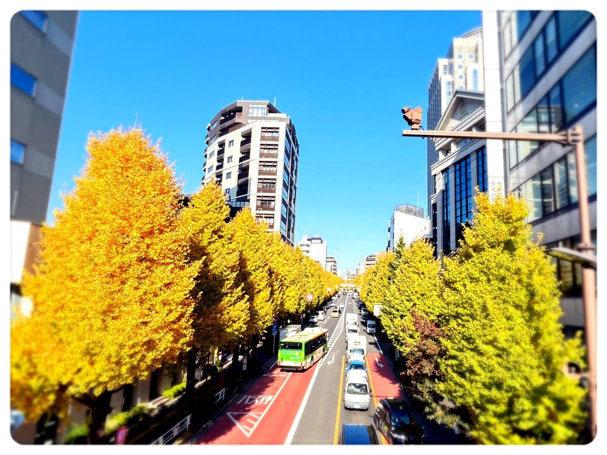 QuantumGroup3's tweet photo. 毎年、春になるとオフィスそばの桜並木に目を奪われがちですが…🌸

秋はイチョウ並木がとても綺麗なんです✨

恵比寿に来た時にはぜひチェックしてみてください☺️

#恵比寿 #お散歩 
#SES #IT企業 
#企業公式つぶやき部 
#企業公式相互フォロー https://t.co/KGb0OxsBZ5