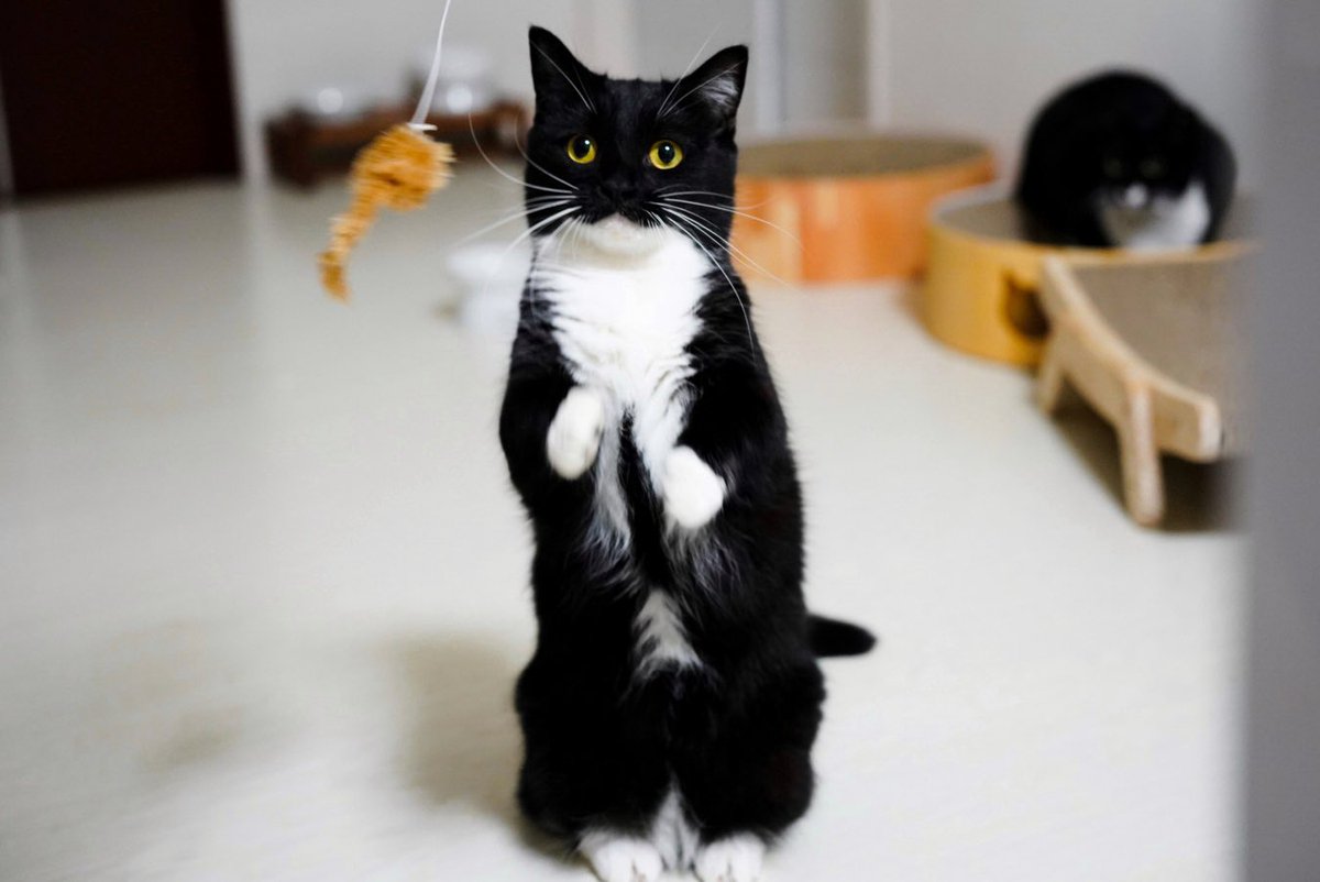 お腹にネクタイがあります。
そしてタキシードも着てます。

Uni has his tie and he is dressed in a tuxedo :3