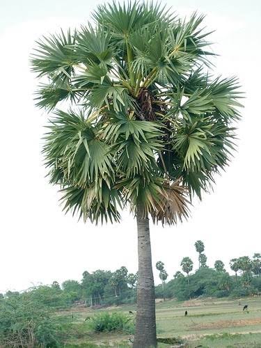 kaippulla123's tweet photo. பனை மரத்தில் மொத்தம் 34 வகை இருக்கின்றன. 
அவைகள்...

1. 🌴ஆண் பனை
2. 🌴பெண் பனை
3. 🌴கூந்தப்பனை
4. 🌴தாளிப்பனை
5. 🌴குமுதிப்பனை
6.🌴சாற்றுப்பனை
7. 🌴ஈச்சம்பனை
8. 🌴ஈழப்பனை
9. 🌴சீமைப்பனை
10. 🌴ஆதம்பனை
11. 🌴திப்பிலிப்பனை
12. 🌴உடலற்பனை
13. 🌴கிச்சிலிப்பனை
14. 🌴குடைப்பனை
15. 🌴இளம்பனை
16. 🌴கூறைப்பனை
17. 🌴இடுக்குப்பனை
18. 🌴தாதம்பனை
19. 🌴காந்தம்பனை
20. 🌴பாக்குப்பனை
21. 🌴ஈரம்பனை
22. 🌴சீனப்பனை
23. 🌴குண்டுப்பனை
24. 🌴அலாம்பனை
25. 🌴கொண்டைப்பனை
26. 🌴ஏரிலைப்பனை
27. 🌴ஏசறுப்பனை
28. 🌴காட்டுப்பனை
29. 🌴கதலிப்பனை
30. 🌴வலியப்பனை
31. 🌴வாதப்பனை
32. 🌴அலகுப்பனை
33. 🌴நிலப்பனை
34. 🌴சனம்பனை

பனையிலிருந்து பெறப்படும் பயன்கள் :
பனை உணவுப் பொருட்கள் :

🌴நுங்கு
🌴பனம் பழம்
🌴பூரான்
🌴பனாட்டு
🌴பாணிப்பனாட்டு
🌴பனங்காய்
🌴பனங்கள்ளு
🌴வினாகிரி
🌴பதநீர்
🌴பனங்கருப்பட்டி
🌴பனைவெல்லம்
🌴சில்லுக் கருப்பட்டி
🌴பனங்கற்கண்டு
🌴பனஞ்சீனி
🌴பனங்கிழங்கு
🌴ஒடியல்
🌴ஒடியல் புட்டு
🌴ஒடியல் கூழ்
🌴 புழுக்கொடியல்
🌴முதிர்ந்த ஓலை
🌴 பனை குருத்து

உணவுப்பொருள் அல்லாதவை :

🌴பனை ஓலைச் சுவடிகள்
🌴பனை ஓலைத் தொப்பி
🌴குருத்தோலை

வீட்டுப் பயன்பாட்டுப் பொருட்கள் :

🌴பனையோலை
🌴நீற்றுப் பெட்டி
🌴கடகம்
🌴பனைப்பாய்
🌴கூரை வேய்தல்
🌴வேலியடைத்தல்
🌴பனைப்பாய்
🌴பாயின் பின்னல்
🌴பனையோலைப் பெட்டி

விவசாயப் பயன்பாட்டுப் பொருட்கள் :

🌴கிணற்றுப் பட்டை
🌴எரு
🌴துலா
அலங்காரப் பொருட்கள் :
🌴பனம் மட்டை
🌴வேலியடைத்தல்
🌴நார்ப் பொருட்கள்
🌴தட்டிகள் பின்னல்

வேறு பயன்பாடுகள் :

🌴கங்குமட்டை
🌴தும்புப் பொருட்கள்
🌴விறகு
🌴மரம்

கட்டிடப்பொருட்கள் :

🌴தளபாடங்கள்
🌴பனம் விதை
🌴எரிபொருள்

கிடைக்கும் பனை உணவுப் பொருட்கள் :

🌴 பனங்கருப்பட்டி
🌴பனைவெல்லம்
🌴சில்லுகருப்பட்டி
🌴சுக்கு கருப்பட்டி
🌴பனங்கற்கண்டு
🌴பனஞ்சக்கரை
🌴 பனங்கிழங்கு மாவு
🌴 பனங்கிழங்கு சத்துமாவு
🌴பதநீர்
🌴பனம்பழம் ஜுஸ்
🌴பனை விதை
🌴பனங்கன்று
🌴பனங்கிழங்கு
🌴பனைப்பாய்
🌴புழுக்கொடியல்
🌴ஓடியல்

🌴நாம் ஒவ்வொருவரும் இரு பனை விதைகளை நடவு செய்தால் வரும் காலம் எப்படி இருக்கும் என்று யூகித்துப் பாருங்கள்...

பனை மரத்தின் நன்மைகள் :-

1. இதன் மட்டை அழகிய Eco ரெஸ்டாரெண்ட் கூரை வேய பயன்படும் ஒரு மரத்தின் மூலம் வருடத்திற்கு 15 மட்டைகள் எடுக்கலாம் .

2. இதன் பூ (பாலை) பதநீர் கிடைக்கும் இது உடம்பிற்கு மிகுந்த ஆற்றலையும் நோய் எதிர்ப்பு சக்தி மற்றும் இழந்த சக்தியை மீட்டுத் தரும்.

3. இதன் காய் நொங்கு இதுவும் மேல் கூறிய குளிச்சி மற்றும் உடம்பிற்கு தேவையான ஆற்றலைத் தரவல்லது.

4. இதன் தண்டு ஒரு உறுதியான தூண் அமைக்கப் பயன்படும்

5. இதன் கனி உண்ணவும் இதன் கனியை நிலத்தில் புதைத்து பனை கிழங்கு தயாரிக்கப் பயன்படும் இந்த கிழங்கை வேக வைத்து உண்டால் உடம்பிற்கு மிகுந்த ஆரோக்கியம் இதில் கிழங்கிற்கே உரிய வாயுத் தொல்லை அற்றது.

6. இந்த மரத்தை நகரத்தில் வளர்க்க ஏதுவானது அதிக அளவு நிழல் தரவில்லை என்றாலும் அதிக அளவு பயனுள்ளது இதன் வேர் ஆணி வேர் தொகுப்பு எனவே பக்கவாட்டில் வளர்ந்துக் கட்டங்களுக்கு சேதம் விளைவிக்காது இதற்கு நிலத்தடி நீர்மட்டம் எவ்வளவு ஆழத்தில் இருந்தாலும் அதிங்கம் உறிஞ்சும் குணம் கிடையாது. பனை மரம் வளர்க்க அதிகமான இடம் பக்கவாட்டு/மேல்மட்டம் தேவை இல்லை குறைந்த அளவு இருந்தால் போதும்.

சிந்திப்பீர் 50 ஆண்டுகளில் பெரிய இழப்பு 25 கோடி பனை மரங்கள் அழிப்பு, இதற்குக் காரணம் 
வெள்ளைச் சர்க்கரையை நம்மிடம் கொடுத்து நம்மைச் சர்க்கரை நோயாளிகளாக மாற்றவே இதன் மூலம் மில்லியன்களில் மருத்துவத்தில் பணம் சம்பாதிக்கபடுகின்றது...

சிறு குறிப்பு :-

வருடத்துக்கு ஒரு பனை மரம் கொடுப்பது

180 லிட்டர் பதநீர்...

25 கிலோ கருப்பட்டி...
 
20 கிலோ பனை நார்...
 
10 கிலோ விறகு...
 
6 பாய்...
 
2 கூடை..?

குறைந்த விலை வைத்தாலும் கூட ஒரு பனைக் கொடுக்கும் வருட வருமானம் ₹17,820 /-

பனைமரம் நமது தேசியமரம் – பனை மரத்தின் நன்மைகள்: -

1. பனைமரம் ஏரிக் குளங்களில் மண்ணரிப்பைத் தடுக்கும் அதன் வேர்கள் நிலத்தடி நீரைப் பாதுகாக்கும்.

2. பனை மரம் ‘கா ,ஓலைகள் கூரைகள் கட்டுவதற்க்கும் அதன் மட்டைப் பாதுகாப்பு படல் அமைக்கவும் அதன் நாறு கட்டுவதற்க்கும் அதன் ஓலைகள் கலைப் பொருள் பாய் பெட்டி போன்றவற்றை செய்யப் பயன்படும்.

3. பனை மரம் பதநீர் 100 சதவீத இயற்கைப் பானம் உடல் சூட்டைத் தணிக்கும் அதன் கருப்பட்டி கல்கண்டு ஆகியவை சிறந்த நாட்டு மருத்துவம் கருப்பட்டி சேர்த்த பொழுது எவர்க்கும் சக்கரை வியாதி இல்லை

4. பனை மரம் பழம் மிக அதிகமாக வைட்டமின் சி கொண்டது அதன் கொட்டை அதிக புரசத்து நிறைந்த தவம் கொண்டது அதன் கிழங்கு அதிகமான நார்சத்து கொண்டது.

5. பனை மரம் காய்ந்த வேரை புகையிலையாக முன்னோர்கள் புகைத்தனர் காய்ந்த மரத்தை வலை அமைத்து வீடு அகப்பைக் கரண்டி ஜாடிகள் கூசாக்கள் அமைத்தனர்.

நமது பண்பாட்டின் அடையாளமாக விளங்கும் பனை மரங்களை நேசிப்போம்...
பனை மரங்களைப் பாதுகாப்போம்...
பனை மரங்களினால் பயன் பெறுவோம்...
வளமுடன் வாழ்வோம் உறவுகளே...

பனை என்பது ஒரு மரம் மட்டும் அல்ல ; தமிழர்களின் சமூகப் பண்பாட்டு வாழ்விலும் வரலாற்றிலும் பொருளியலிலும் இரண்டாயிரம் ஆண்டுக்கட்கும் மேலாகத் தொடர்ச்சியான தாக்கத்தை ஏற்படுத்தி வந்தச் சிறப்புக்குரியது.

இதன் உயரத்தைப் போன்றே இதன் வரலாறும் நெடியது. இத்தகைய பாரம்பரியம் மிக்க பனைமரம் இன்று அழிவின் விளிம்பில் நிற்கிறது.

நம் கண்முன்பே இதன் அழிவு நிகழ்கிறது. ஆனால், நம்மில் பலருக்கும் இதன் அழிவுத் தெரியவில்லை.

ஏண்டா மரம் மாதிரி நிற்கிற என்று யாரும் யாரையும் திட்டி விட வேண்டாம் . மரங்கள் தான் நம்மைக் காக்கும் சாமி.  மரம் வளர்ப்போம்...

பனை மரம் பயன் தரும் சதவீதம் தலைமுறைகளையும் தாண்டி  அதிகளவு இருப்பதால் பனைமரம் சொன்னதை அனைவரும் ஏற்றுக் கொள்ள வேண்டும் என்று நான் அன்புடன் கேட்டுக் கொள்கிறேன்