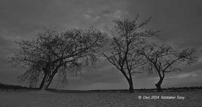 FototakerTony's tweet photo. Today was icy cold with chilly high winds but I love the clouds! Awesome memories on the #upperNiagara!! #Trees #beautyOfTrees #clouds #BlancoyNegro #BW #blackandWhite #arboles @WNYwx @WNYtrees #nubes @WesternNewYork https://t.co/bzDpUne6yR
