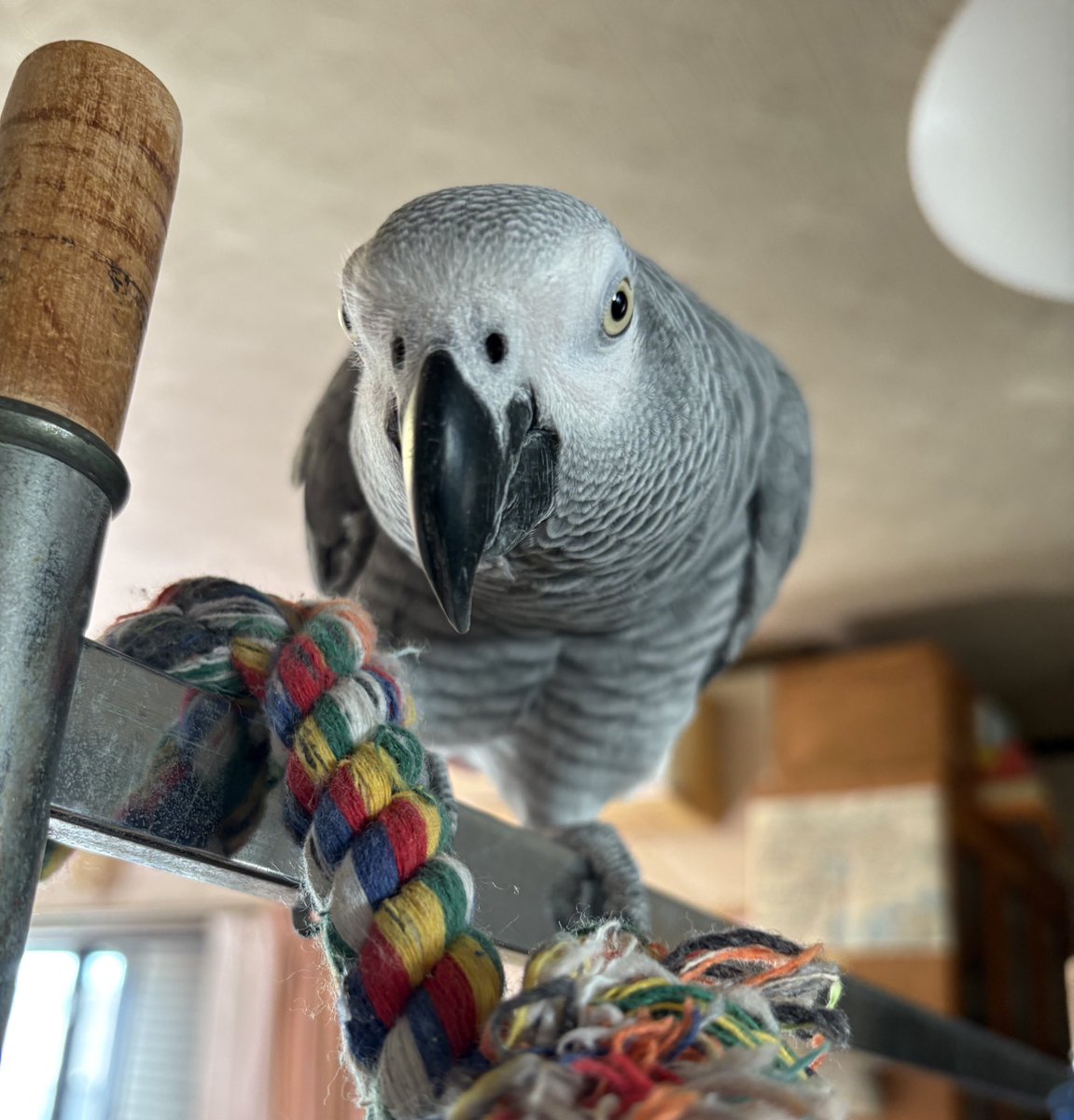 おはヨウム！放鳥中です૮ ̳ᴗ ̫ ᴗ ̳ა❤︎
おーはよーってずっと言ってますｗｗｗ