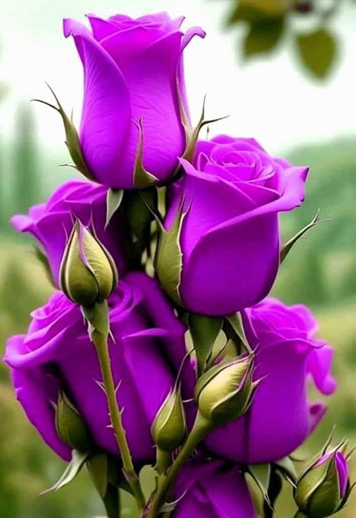 صباح الخير