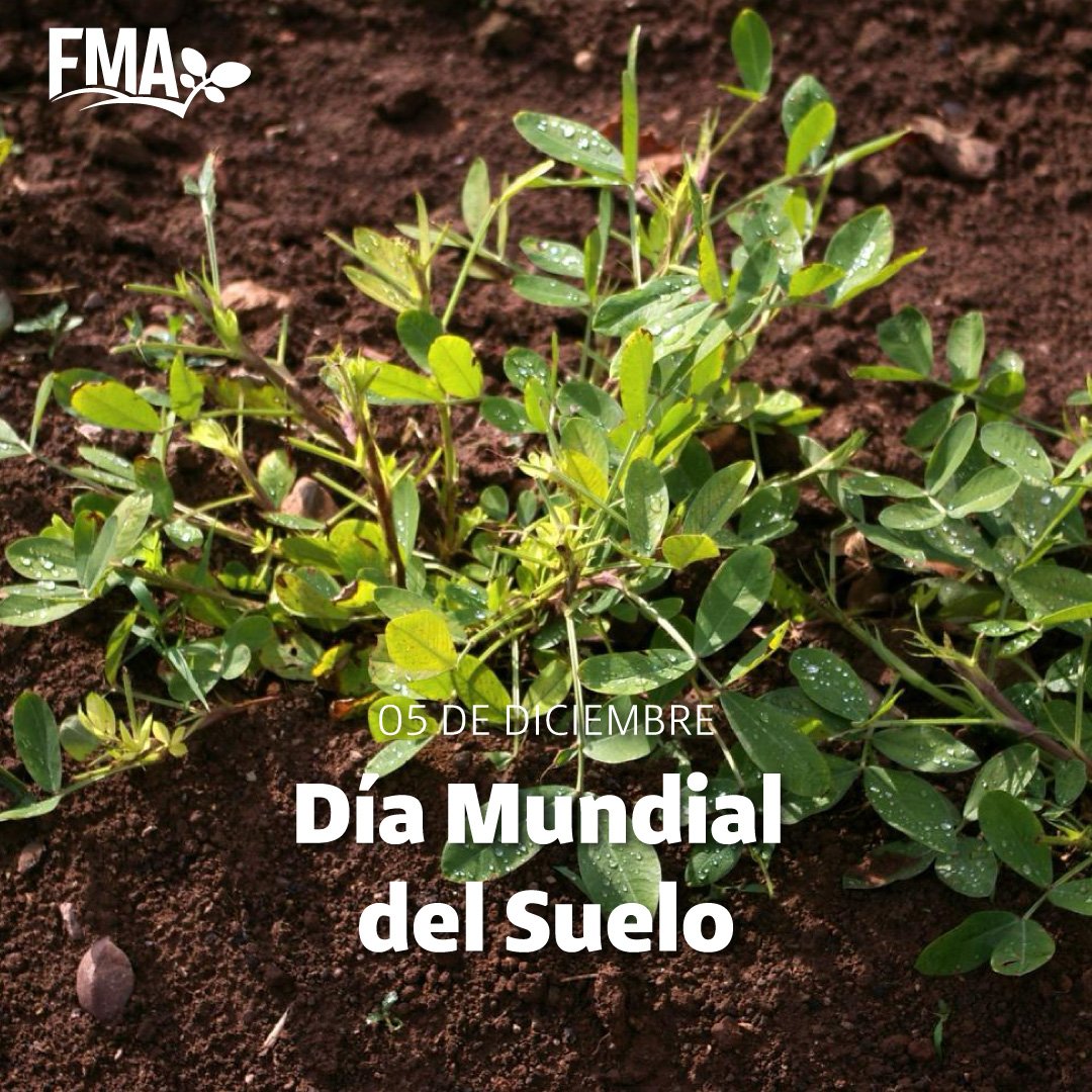 🥜 Trabajamos cada día para preservar y mejorar uno de los recursos más valiosos: nuestros suelos.

Desde la investigación científica hasta el desarrollo de prácticas agrícolas sostenibles, nuestro compromiso está enfocado en garantizar un futuro más saludable para nuestra Tierra