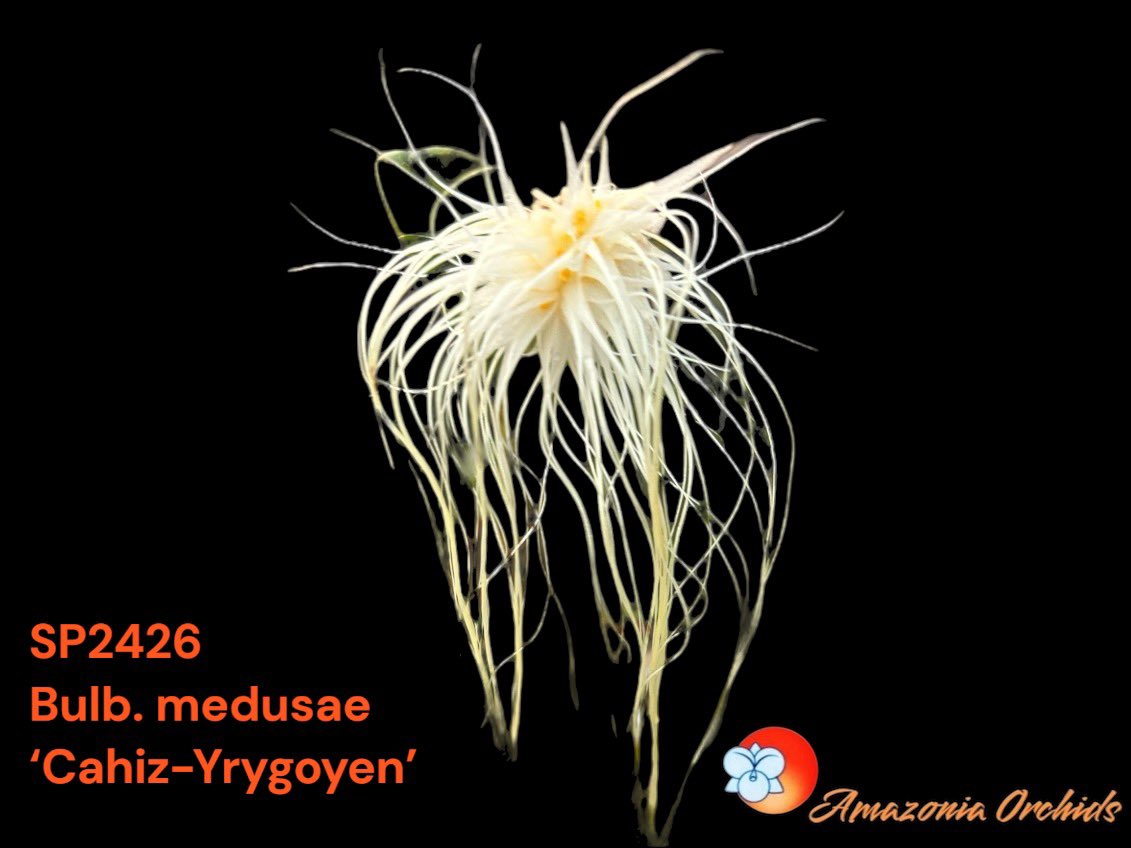 Amazoniaorchids's tweet photo. Bulbophyllum medusae,commonly known as Medusa's Bulbophyllum. #BulbophyllumMedusae #Orchids #MedusasBulbophyllum #ExoticPlants #EpiphyticOrchids #OrchidEnthusiast #TropicalPlants #OrchidLove #PlantTaxonomy #Horticulture #BotanicalBeauty #Amazoniaorchidsinc #orchidspecies https://t.co/gQzOFuOzNu