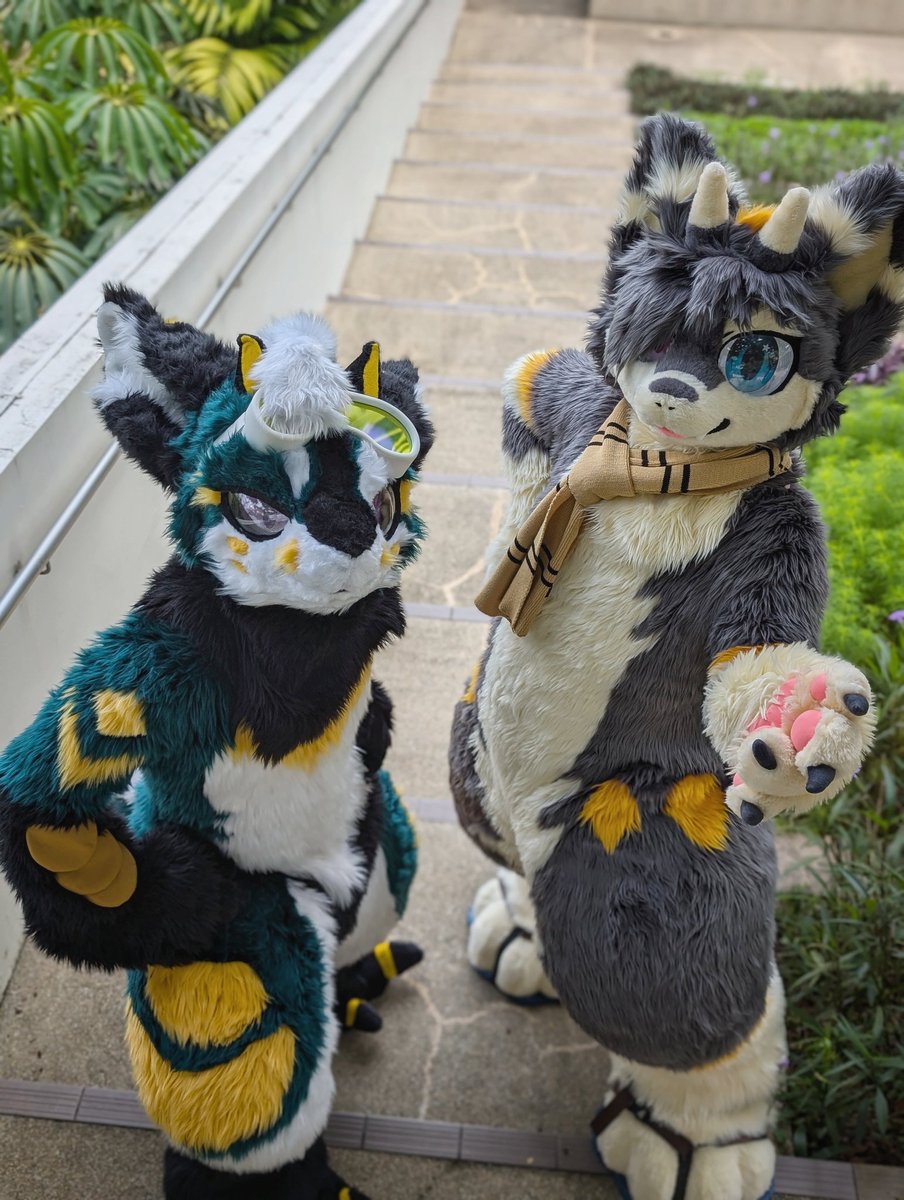 See you guys at FURUM this weekend! 🎉🎉🎉
Right side: <a href="/kmn_norisoba/">🐉のりそば 海苔龙 Norisoba🐉🔜UTFG</a>
📸: <a href="/Azerawr/">Cholf</a> 
#furry #fursuit  #FursuitEveryday #FursuitFriday