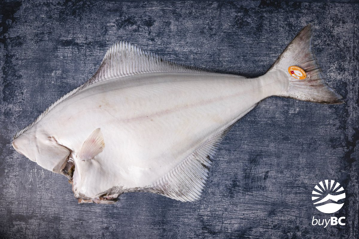 The last of the season wild Pacific halibut is still available at your favourite retailer, grocery store, and restaurants! For the next couple of weeks, it will still be available in a variety of product forms including steaks, fillets, cheeks, and T-bone. Looking for a fun