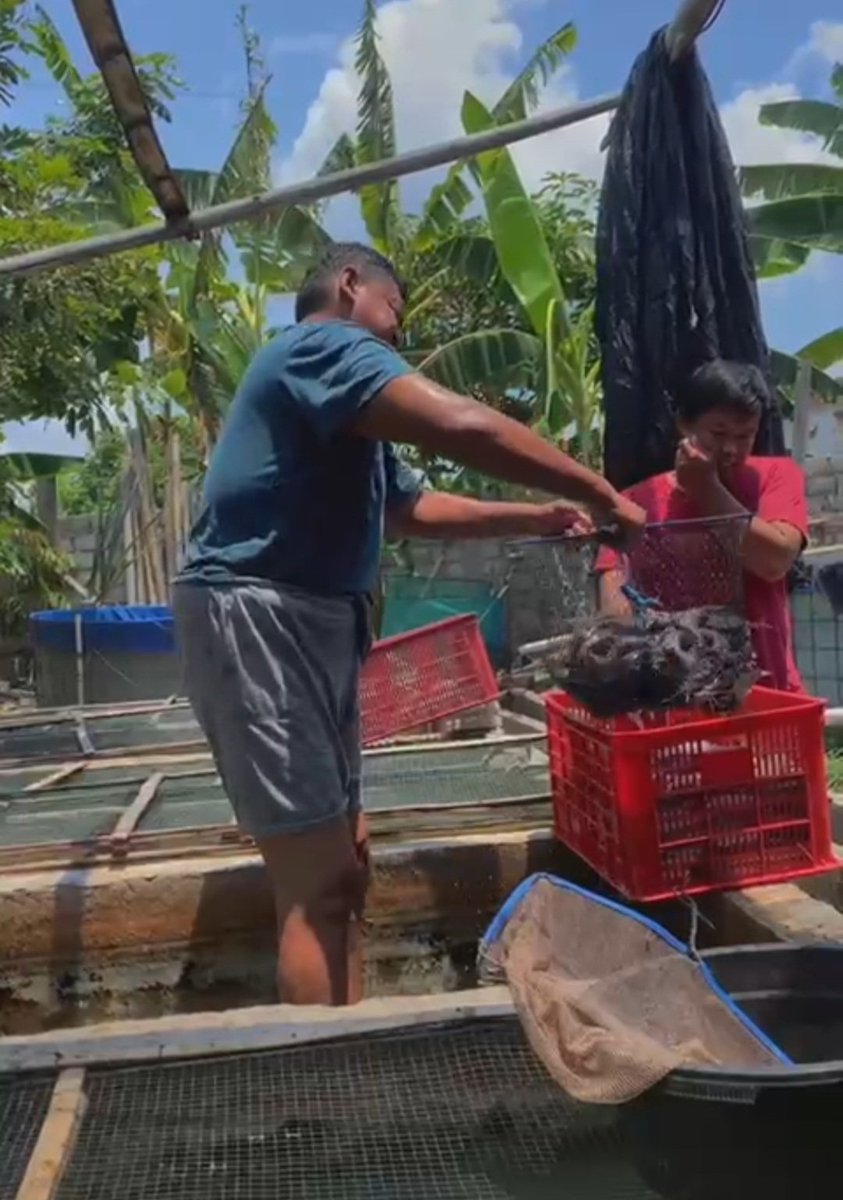 OctasariW's tweet photo. Selasa (12/11),Octasari Wijayanti, Luhkan Kab.Klaten,di Pembudidaya ikan Bp Wasis,Ds. Tegalyoso Kec.Klaten Selatan,mendampingi panen lele,sebanyak 88 kg,bobot 100gr/ekor,harga Rp 19.000/kg https://t.co/XYwTEAUwO2